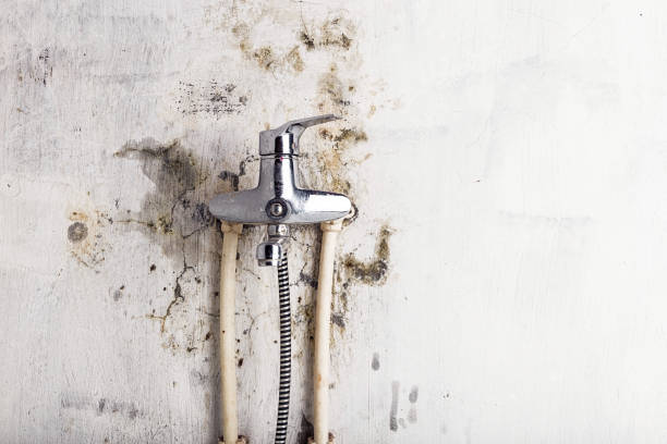 Best Home Mold Removal  in South Haven, IN