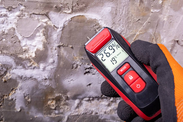 Best Mold Damage Repair  in South Haven, IN