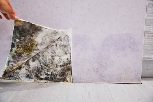 Best Commercial Mold Removal  in South Haven, IN